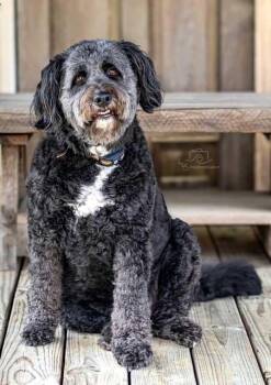 KNOX -  Australian Shepherd and Standard Poodle Dog for Adoption in Franklin, Tennessee - KNOX | PetCurious