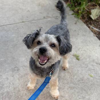 Barkley -  Yorkshire Terrier and Poodle Dog for Adoption in San Antonio, Texas - Barkley | PetCurious