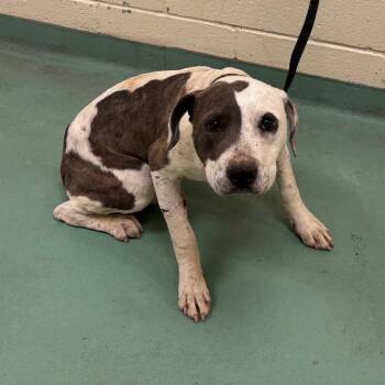 Mixed Breed Dogs Available for Adoption in Memphis, Tennessee - Crane | PetCurious