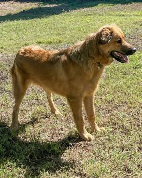 Shepherd and Husky Dogs Available for Adoption - Stetson | PetCurious