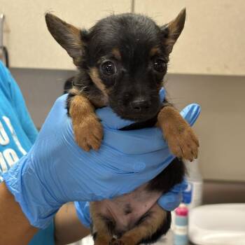 Gambler -  Terrier and Mixed Breed Dog for Adoption in San Antonio, Texas - Gambler | PetCurious