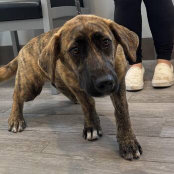 Catahoula Leopard Dog Dogs Available for Adoption - Minny | PetCurious