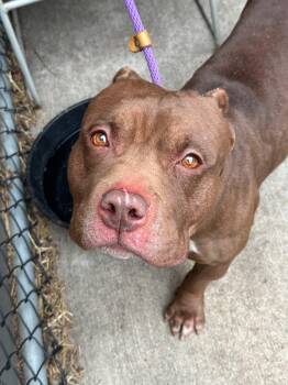 Drumstick -  Pit Bull Terrier Dog for Adoption in Chicago, Illinois - Drumstick | PetCurious