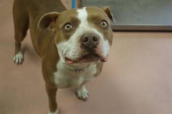 Mixed Breed Dogs Available for Adoption in Columbia, South Carolina - PAISLEY | PetCurious