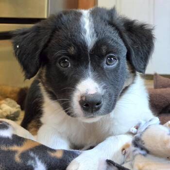 English Setter and Australian Shepherd Dogs Available for Adoption in Shakopee, Minnesota - Maggie | PetCurious