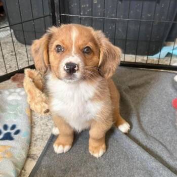 Tipsy Tornado -  Mixed Breed Dog for Adoption in Fredericksburg, Virginia - Tipsy Tornado | PetCurious