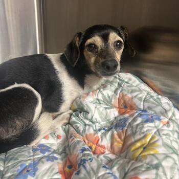 Jack Russell Terrier and Chihuahua Dogs Available for Adoption in Uniontown, Pennsylvania - DQ | PetCurious