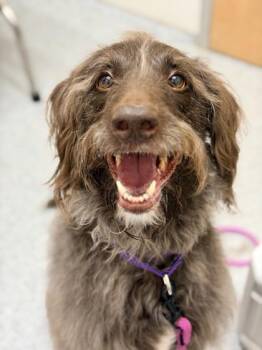 Standard Poodle Dogs Available for Adoption - Roxy | PetCurious