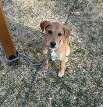 Hound Dogs Available for Adoption - Charley | PetCurious