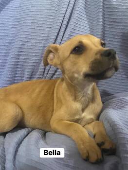 Bella - Twilight Litter -  Hound Dog for Adoption in Sheboygan, Wisconsin - Bella - Twilight Litter | PetCurious