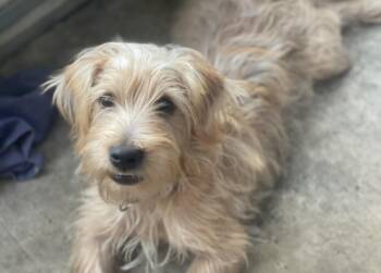 Milo -  Maltese and Yorkshire Terrier Dog for Adoption in Orlando, Florida - Milo | PetCurious