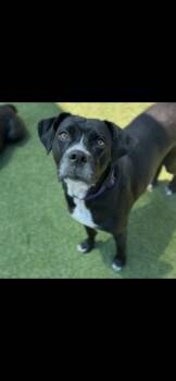NOVA -  Boxer and Labrador Retriever Dog for Adoption in Branford, Connecticut - NOVA | PetCurious