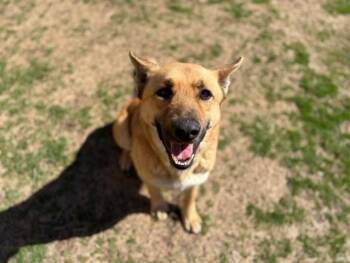 German Shepherd Dog and Mixed Breed Dogs Available for Adoption - SIMON | PetCurious