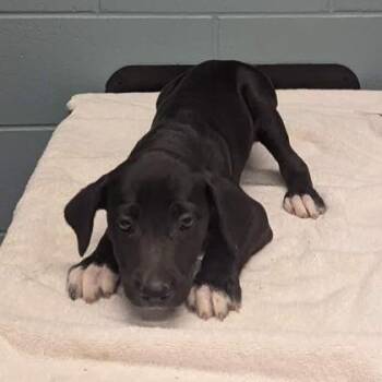 Saturn -  Labrador Retriever and Mixed Breed Dog for Adoption in Kansas City, Missouri - Saturn | PetCurious