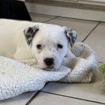 Lima -  American Staffordshire Terrier and Mixed Breed Dog for Adoption in Turlock, California - Lima | PetCurious