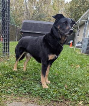 Rescue Shepherd Dogs for Adoption in La Crescent, Minnesota - Max | PetCurious