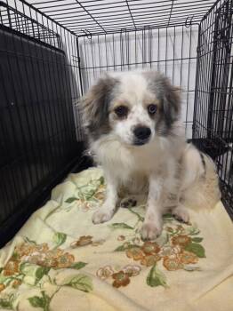 Curtis -  Terrier Dog for Adoption in Evansville, Indiana - Curtis | PetCurious