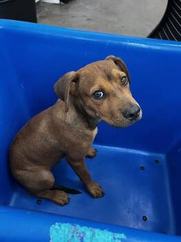 POPEYE -  Mixed Breed Dog for Adoption in Dallas, Texas - POPEYE | PetCurious
