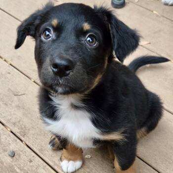 English Setter and Australian Shepherd Dogs Available for Adoption in Shakopee, Minnesota - Milton | PetCurious