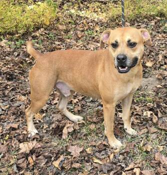Rescue Black Mouth Cur and Pit Bull Terrier Dogs for Adoption in New York, New York - Sergi *foster Needed* | PetCurious