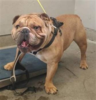 American Bulldog Dogs Available for Adoption in Camarillo, California - E HONDA | PetCurious