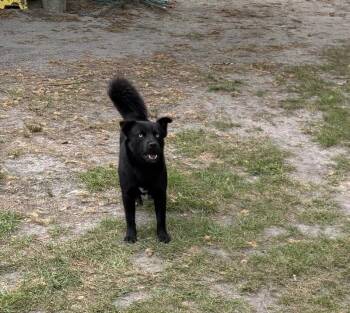 Panther -  Husky and Mixed Breed Dog for Adoption in Burgaw, North Carolina - Panther | PetCurious
