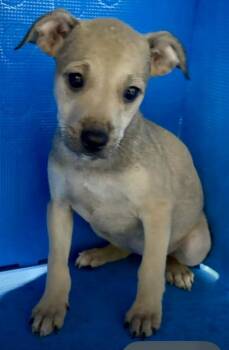 Chihuahua Dogs Available for Adoption - Coral | PetCurious