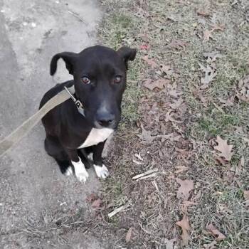 Black Labrador Retriever and Boxer Dogs Available for Adoption - Missy | PetCurious