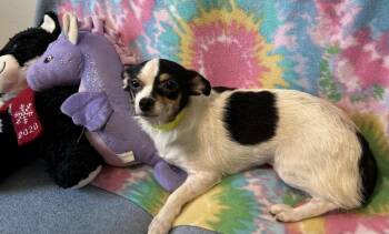 Chihuahua Dogs Available for Adoption in Cedartown, Georgia - Petra | PetCurious