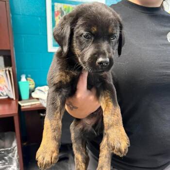 Jack Skellington -  Labrador Retriever and Rottweiler Dog for Adoption in Salem, West Virginia - Jack Skellington | PetCurious