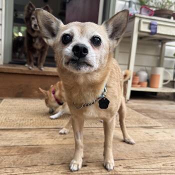 Empress -  Chihuahua Dog for Adoption in Portland, Oregon - Empress | PetCurious