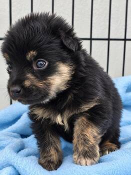 Jerry Lee -  Chihuahua Dog for Adoption in Colorado Springs, Colorado - Jerry Lee | PetCurious