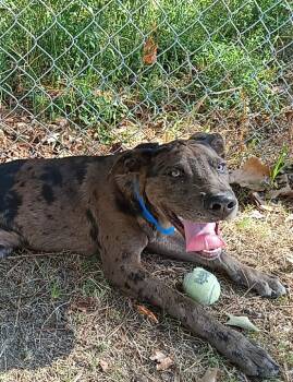 Harold -  Catahoula Leopard Dog Dog for Adoption in North Little Rock, Arkansas - Harold | PetCurious