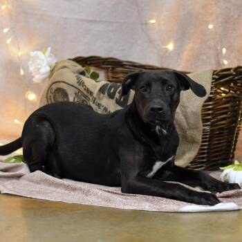 RJ -  Mixed Breed Dog for Adoption in Defuniak Springs, Florida - RJ | PetCurious