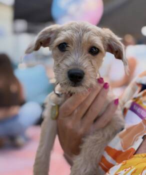 Mabel -  Terrier Dog for Adoption in Pasadena, California - Mabel | PetCurious