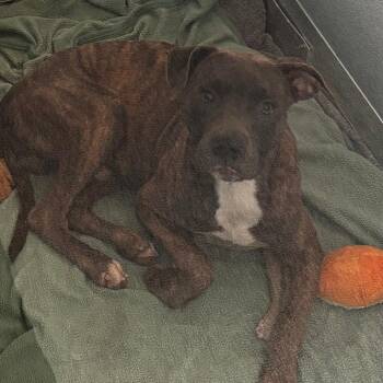 Sylvester -  Pit Bull Terrier and Mixed Breed Dog for Adoption in Matteson, Illinois - Sylvester | PetCurious