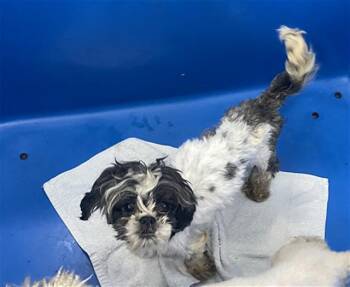 Mixed Breed Dogs Available for Adoption in Dallas, Texas - ROYALTY | PetCurious