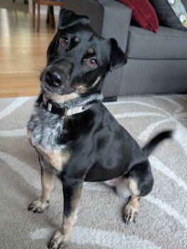 Rescue Australian Cattle Dog Blue Heeler Dogs for Adoption in Battle Ground, Washington - MJ Aka Mary Jane | PetCurious