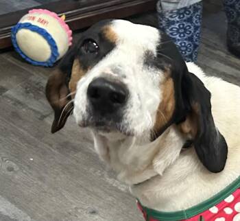 Hound Dogs Available for Adoption - Madeline | PetCurious