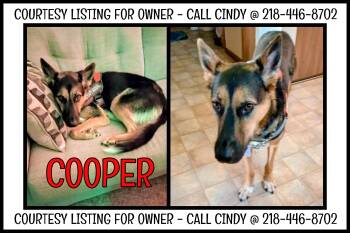 Cooper - COURTESY LISTING -  German Shepherd Dog Dog for Adoption in Valley City, North Dakota - Cooper - COURTESY LISTING | PetCurious