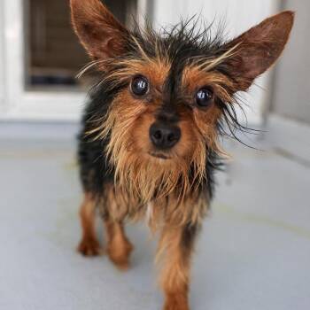 Topper -  Terrier and Mixed Breed Dog for Adoption in Bradenton, Florida - Topper | PetCurious
