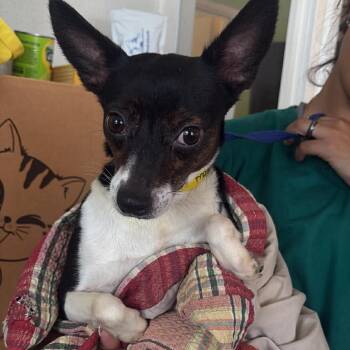 Chihuahua and Terrier Dogs Available for Adoption in Tampa, Florida - Francis | PetCurious