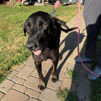 Bodie -  Black Labrador Retriever Dog for Adoption in Buffalo, Minnesota - Bodie | PetCurious