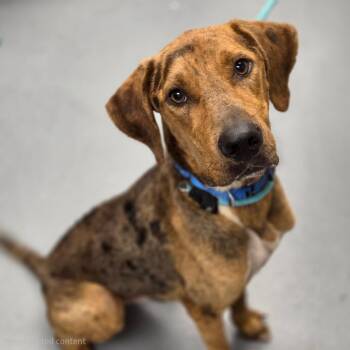 Bo -  Mixed Breed Dog for Adoption in Sarasota, Florida - Bo | PetCurious