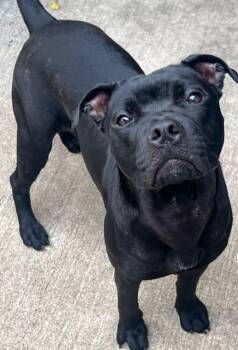 Yuli -  Pit Bull Terrier Dog for Adoption in Chicago, Illinois - Yuli | PetCurious