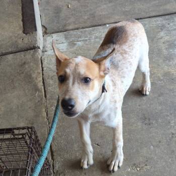 Thadeus -  Terrier Dog for Adoption in Birmingham, Alabama - Thadeus | PetCurious