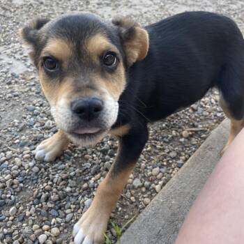 Cattle Dog Dogs Available for Adoption in West Des Moines, Iowa - Zena | PetCurious