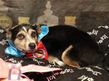 Rescue Chihuahua Dogs for Adoption in Apple Valley, California - Harley (bonded With Remi) | PetCurious