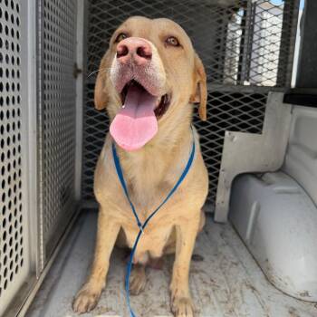 Lady Bird -  Labrador Retriever Dog for Adoption in Edinburg, Texas - Lady Bird | PetCurious
