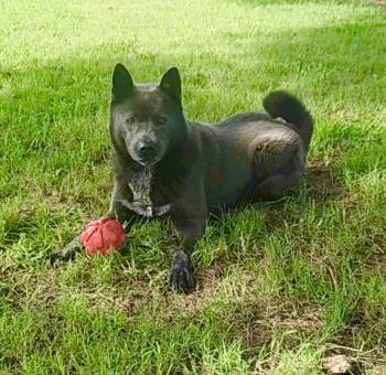 Rescue Chow Chow Dogs for Adoption in Manchester, Connecticut - VIOLET | PetCurious